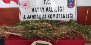 Evinde kenevir yetiştiren şüpheli gözaltına alındı