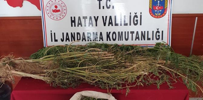 Evinde kenevir yetiştiren şüpheli gözaltına alındı