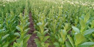 Zor durumdaki esnafın yeni tehdidi: Yasa dışı tütün ticareti. Hatay’daki artış dikkat çekiyor.