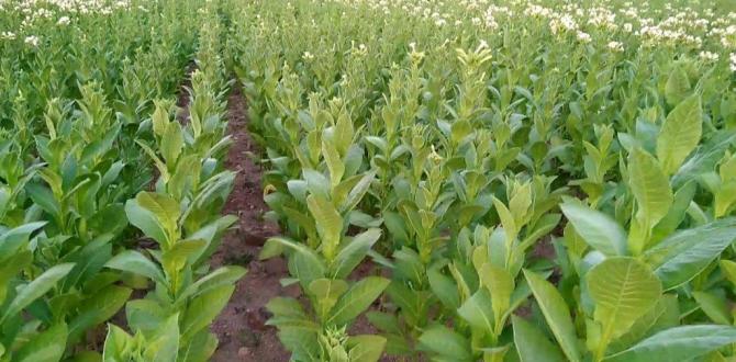 Zor durumdaki esnafın yeni tehdidi: Yasa dışı tütün ticareti. Hatay’daki artış dikkat çekiyor.