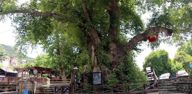 3 bin yıllık “Musa ağacı” pandemide sessizliğe büründü