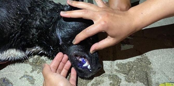 Hatay’da 5 köpeği zehirlediler
