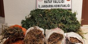Hatay’da 10 bin kök kenevir bitkisi ele geçirildi