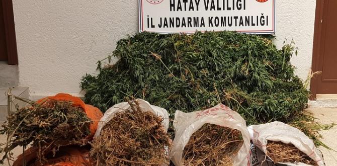 Hatay’da 10 bin kök kenevir bitkisi ele geçirildi