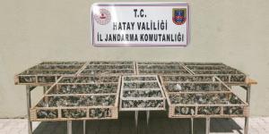 Hatay’da 3 bin 754 adet saka kuşu ele geçirildi
