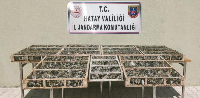 Hatay’da 3 bin 754 adet saka kuşu ele geçirildi