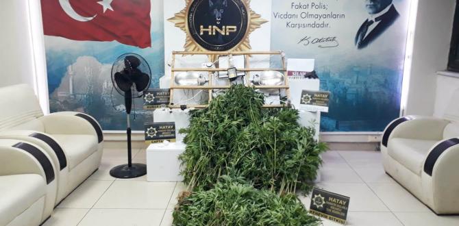 Hatay’da evinde kenevir yetiştiren şüpheli yakalandı