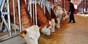 Hayvancılık destek ödemeleri bu hafta yapılacak