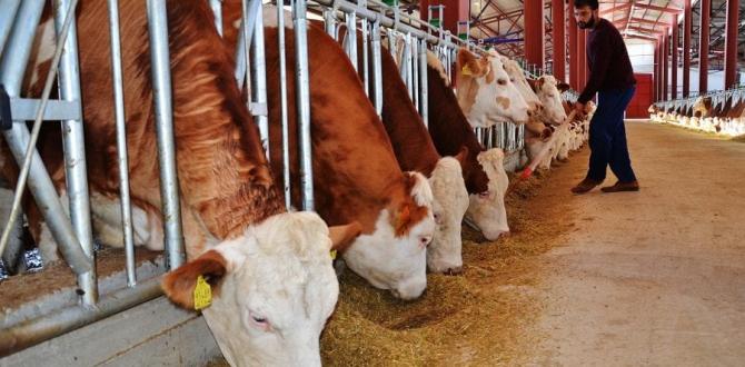 Hayvancılık destek ödemeleri bu hafta yapılacak