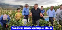 SAMANDAĞ BİBERİ COĞRAFİ İŞARET ALACAK