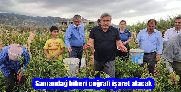 SAMANDAĞ BİBERİ COĞRAFİ İŞARET ALACAK