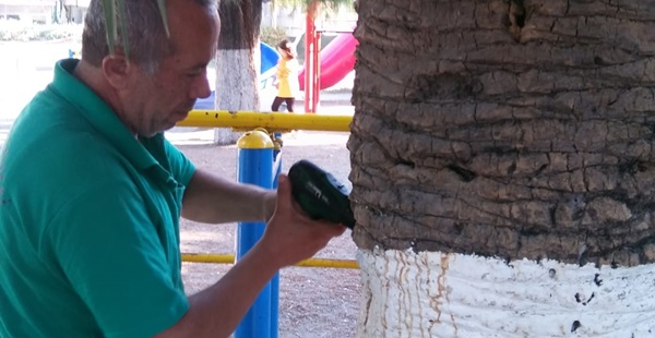 Palmiye ağaçları Antakya Belediyesi’nin koruması altında