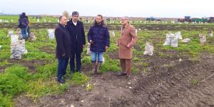 Kırıkhan’da havuç hasadı yapıldı