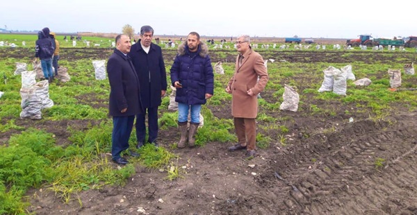 Kırıkhan’da havuç hasadı yapıldı