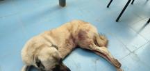 Silahla yaralanan köpeğin sahibinden tepki