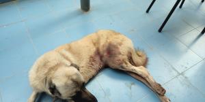Silahla yaralanan köpeğin sahibinden tepki