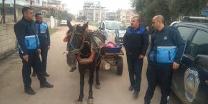 Kırıkhan Belediye Zabıta Müdürlüğü at arabalarına yine göz açtırmadı