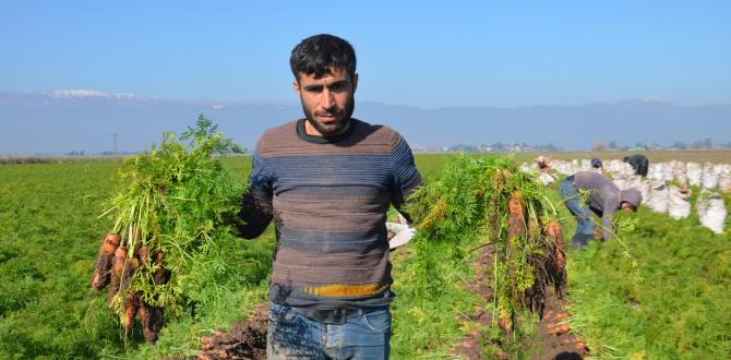 Havucun tarladan sofraya zahmetli yolculuğu