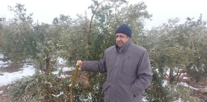 Hatay’da kar zeytin ağaçlarının dallarını kırdı