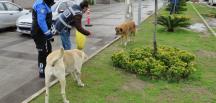 Polisten sokak hayvanlarına mama ve su desteği
