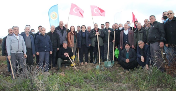 Yanan bölge tamamen ağaçlandırılıyor