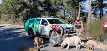 Jandarma sokak hayvanlarını besledi