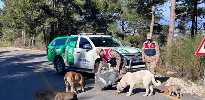 Jandarma sokak hayvanlarını besledi