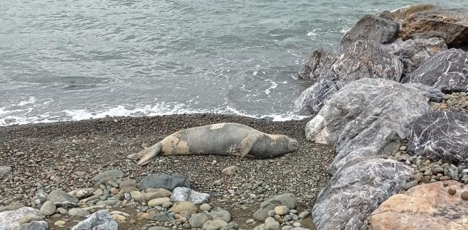 Hatay’da nesli tükenme tehlikesi altındaki Akdeniz foku görüldü
