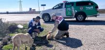 Jandarmadan sokak hayvanlarına mama ve su desteği