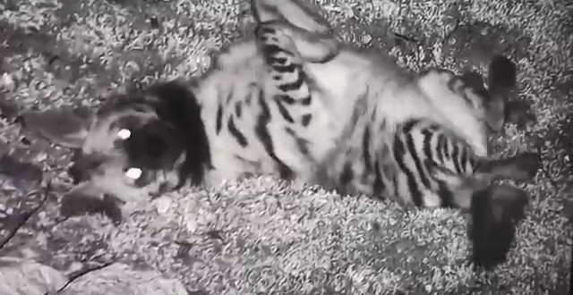 Hatay’da çizgili sırtlan fotokapana takıldı