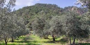 Hatay Barosu: ‘Zeytin Talanına Müsaade Etmeyeceğiz”