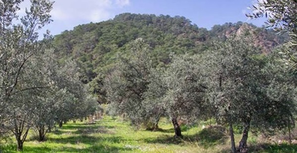 Hatay Barosu: ‘Zeytin Talanına Müsaade Etmeyeceğiz”