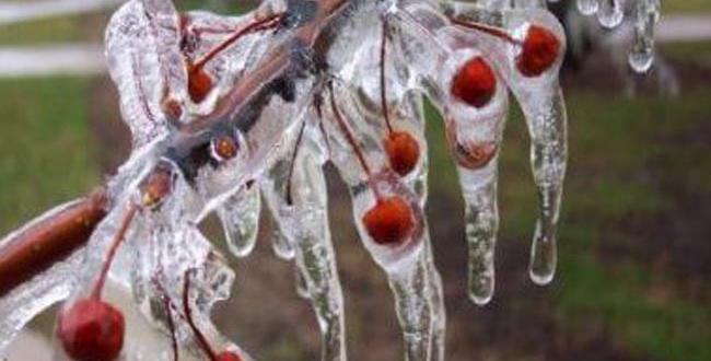 Çiftçiler uyarıldı Zirai Don Tehlikesi kapıda