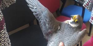 Dünyanın en hızlı uçan kuşu, Hatay’da yaralı halde bulundu