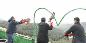 Tedavileri tamamlanan 3 adet kızıl Şahin, Belen’de özgürlüğüne kavuştu