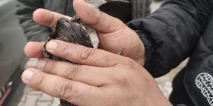 Yaralı ‘dövüşken kuş’ tedaviye alındı