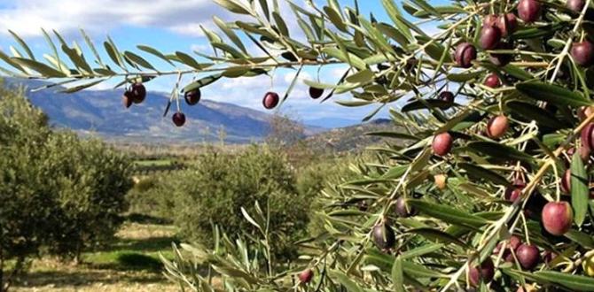 “Zeytinliklerimizin, talan edilmesine izin vermeyeceğiz”
