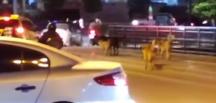 Şehir merkezinde köpek sürüleri kol geziyor
