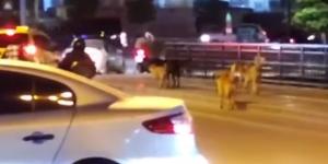 Şehir merkezinde köpek sürüleri kol geziyor