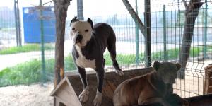 HBB’DEN YASAKLI IRK KÖPEKLER HAKKINDA AÇIKLAMA