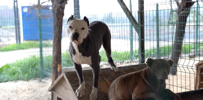 HBB’DEN YASAKLI IRK KÖPEKLER HAKKINDA AÇIKLAMA