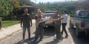 Yaralı halde bulunan pelikan tedavi altında