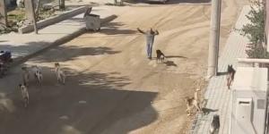 Sürü halinde gezen köpeklerin vatandaşa saldırı anı kamerada
