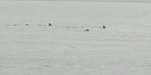 Hatay’da sahile yaklaşan köpek balıkları görüntülendi