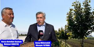 Yayman: Yollarımız Osmanlı çınarlarıyla güzelleştiriyor