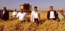AMİK OVASINDA BUĞDAY HASADI BAŞLADI