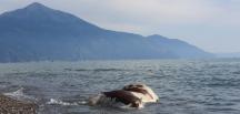 Hatay’da sahile vurmuş ölü inek şaşkına çevirdi