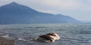 Hatay’da sahile vurmuş ölü inek şaşkına çevirdi