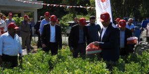 Hatay’da bakla hasadı başladı