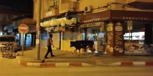 Hatay’da kaçan dana ortalığı birbirine kattı